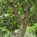 Platanus x hispanica - Foto 4