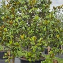 Magnolia grandiflora 'Galissonnière' - 4