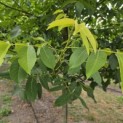 Juglans regia 'Buccaneer' - Foto 3