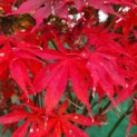 Acer palmatum 'Sumi-Nagashi' - Foto 1