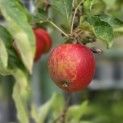 Malus domestica 'Elstar' - 1