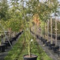 Acer palmatum - 1
