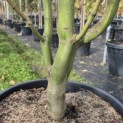 Acer palmatum - 2