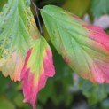 Parrotia persica - 1
