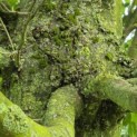 Carpinus betulus 'Frans Fontaine'   (Fastigiata) - Foto 3