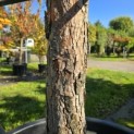 Pinus sylvestris - 4