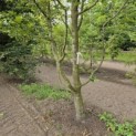 Carpinus betulus - 4