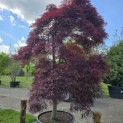 Acer palmatum 'Garnet' - 1