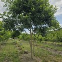 Sophora japonica - 9