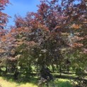 Fagus sylvatica 'Atropunicea' - 3