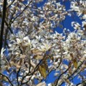 Amelanchier lamarckii - Foto 1