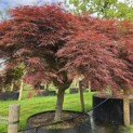 Acer palmatum 'Dragon Fire' - Foto 4