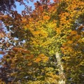 Fagus sylvatica 'Atropunicea' - Foto 2