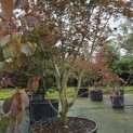 Acer palmatum Masu-kagami - 2
