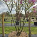 Magnolia 'Susan' - 7