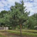 Pinus sylvestris - Foto 1