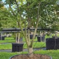 Acer palmatum - 2