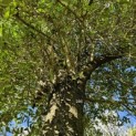 Olea europaea - 1