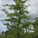 Ginkgo biloba - 1