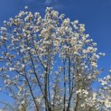 Magnolia loebneri 'Merrill' - 2