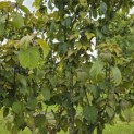 Davidia involucrata - 1