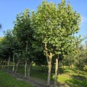 Platanus x Hispanica - Foto 1