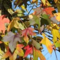 #602 Liquidambar styraciflua Mehrstämmiger Amberbaum