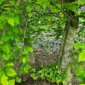 Carpinus betulus - Afbeelding 4