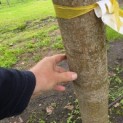 Morus alba 'Macrophylla' - Foto 4