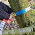 Carpinus betulus - 6