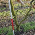 Carpinus betulus - 4
