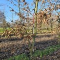 Carpinus betulus - 5