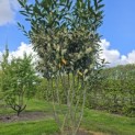 Prunus laur. Caucasica - Foto 1