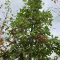 Quercus Palustris - 2