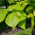 Tilia americana 'Nova' - 2