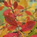Nyssa sylvatica - Foto 5