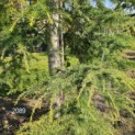 Cedrus deodara 'Aurea' - 3
