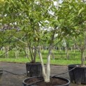 Juglans regia - 2