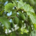Prunus domestica Hauszwetsche - juni