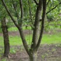 Prunus domestica Hauszwetsche - 2