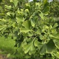 Ginkgo biloba - Foto 1