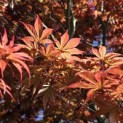 Acer palmatum 'Red Emperor' - Foto 8