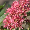 Heptacodium miconioides - 3