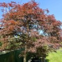 Acer palmatum 'Garnet' - 3