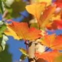 Acer Rubrum 'Brandywine' - Foto 1