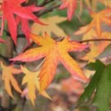 Liquidambar styraciflua 'Worplesdon' - 2