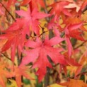 Liquidambar styraciflua 'Worplesdon' - 1