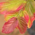 Parrotia persica - 2