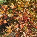 Fagus sylvatica 'Atropunicea' - 2