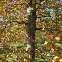 Fagus sylvatica 'Atropunicea' - 3